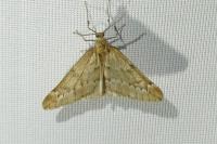 Alsophila aescularia
