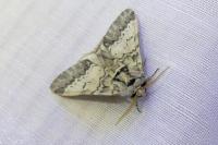 Drymonia ruficornis