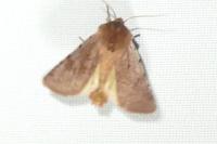 Cerastis rubricosa