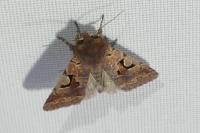 Orthosia gothica