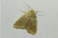 Orthosia cruda