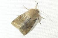 Orthosia incerta