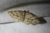 Ectropis crepuscularia