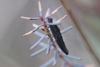 Coleophora pyrrhulipennella