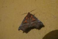 Scoliopteryx libatrix