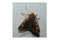 Conistra erythrocephala