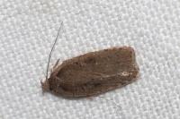 Agonopterix yeatiana