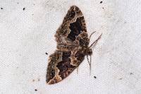Lampropteryx suffumata