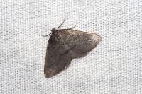 Aleucis distinctata