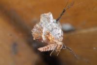 Selenia dentaria