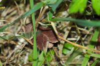 Orthosia incerta