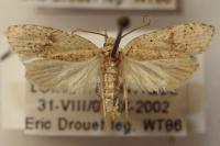 Agonopterix assimilella