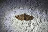 Gymnoscelis rufifasciata