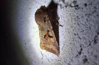 Orthosia gothica