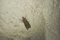 Eudonia angustea