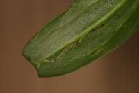 Bucculatrix maritima