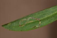 Bucculatrix maritima