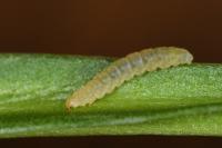 Bucculatrix maritima