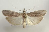 Epischnia asteris