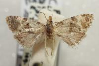 Cochylis molliculana