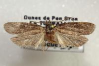 Agonopterix cnicella