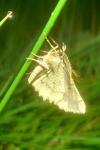 Menophra abruptaria
