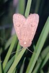 Orthosia cruda
