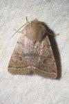 Orthosia cerasi