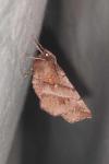 Selenia dentaria
