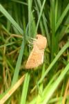 Orthosia miniosa