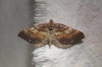 Earophila badiata