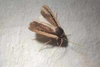 Ochropleura leucogaster