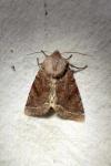 Orthosia incerta
