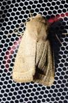 Orthosia cerasi