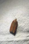 Acleris hastiana