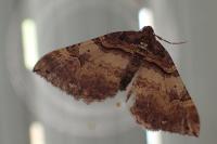 Earophila badiata