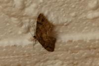 Gymnoscelis rufifasciata