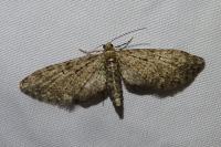 Eupithecia abbreviata