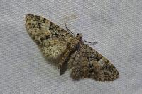Eupithecia dodoneata