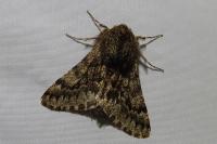 Apocheima hispidaria