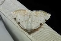 Lomographa bimaculata