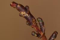 Scrobipalpa instabilella