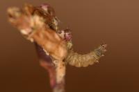 Scrobipalpa instabilella