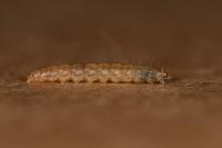 Scrobipalpa instabilella