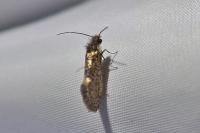 Dyseriocrania subpurpurella