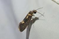 Dyseriocrania subpurpurella