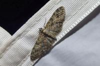 Eupithecia abbreviata