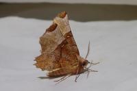 Selenia lunularia