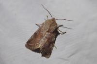 Orthosia incerta