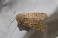Orthosia cruda